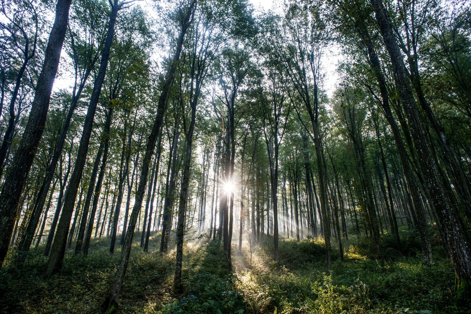 forrás: termeszetjaro.hu